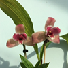 Lycaste Strawberry Fizz